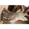 Image 7 : Big AXIS DEER Shoulder Mount