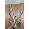 Image 8 : Big AXIS DEER Shoulder Mount