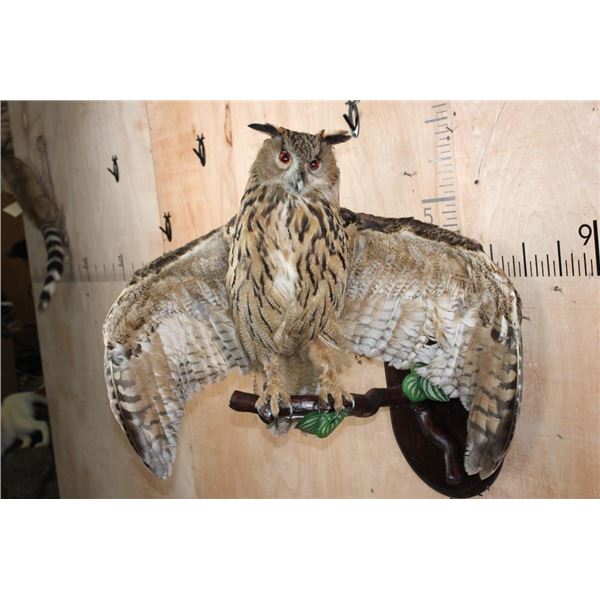 Big URASIAN EAGLE OWL on a Wood Perch and Plaque