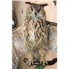 Image 5 : Big URASIAN EAGLE OWL on a Wood Perch and Plaque