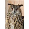 Image 6 : Big URASIAN EAGLE OWL on a Wood Perch and Plaque