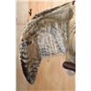 Image 7 : Big URASIAN EAGLE OWL on a Wood Perch and Plaque