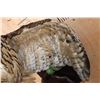Image 8 : Big URASIAN EAGLE OWL on a Wood Perch and Plaque