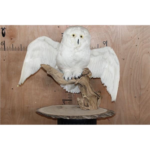 Big Reproduction SNOW OWL on a Natural Wood Perch and Log Slice