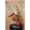 Image 11 : BIRD OF PARADISE Perched on a Wood Log and Plaque