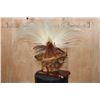 Image 12 : BIRD OF PARADISE Perched on a Wood Log and Plaque