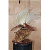 Image 14 : BIRD OF PARADISE Perched on a Wood Log and Plaque