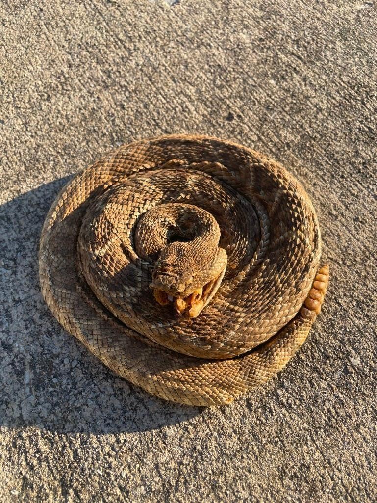 Real Life Rattlesnake *Real Skin* Life-sized Coiled RATTLESNAKE with 6 Rattles