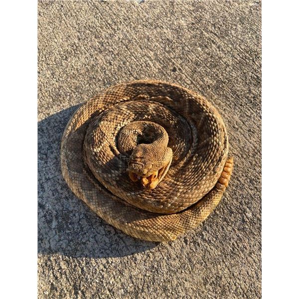 *Real Skin* Life-sized Coiled RATTLESNAKE with 6 Rattles