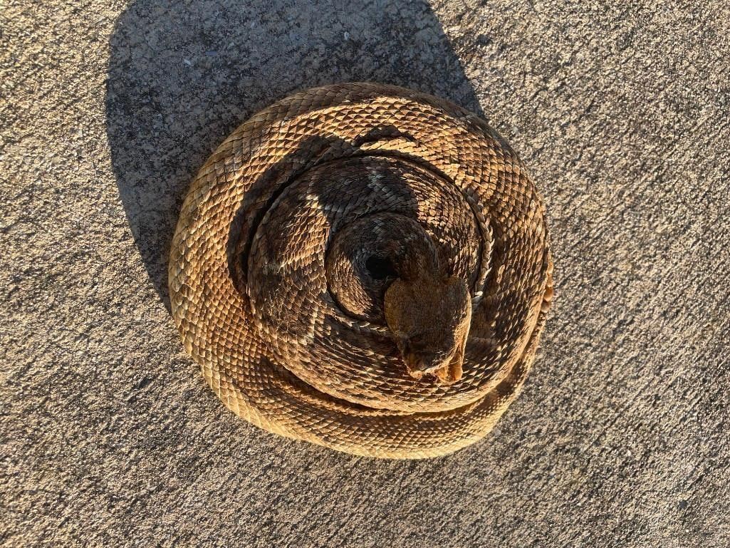 Real Life Rattlesnake *Real Skin* Life-sized Coiled RATTLESNAKE with 6 Rattles
