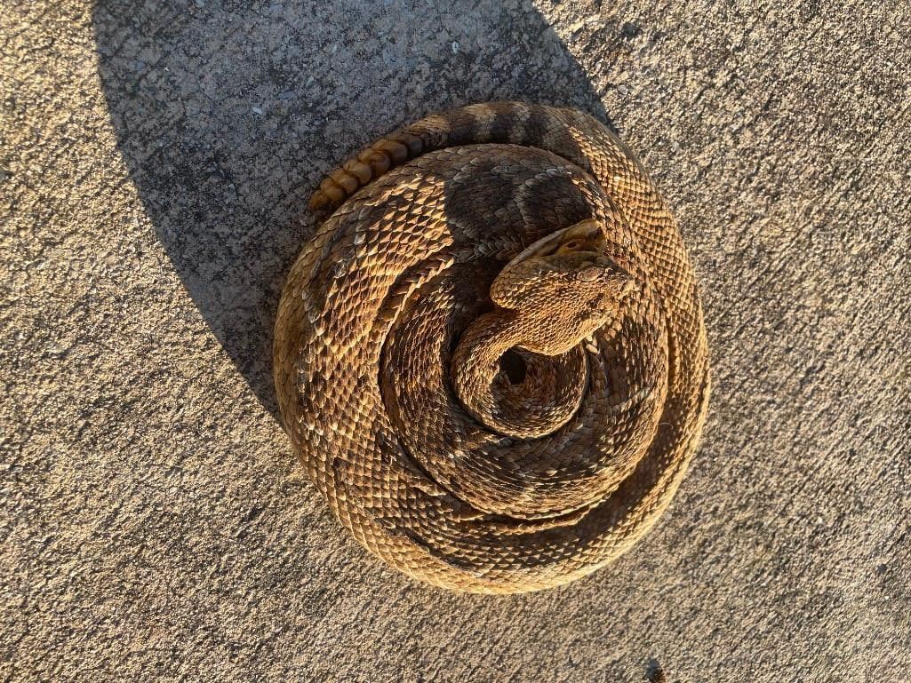 Real Life Rattlesnake *Real Skin* Life-sized Coiled RATTLESNAKE with 6 Rattles