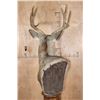 Image 10 : 8-Point MULE DEER Pedestal Mount