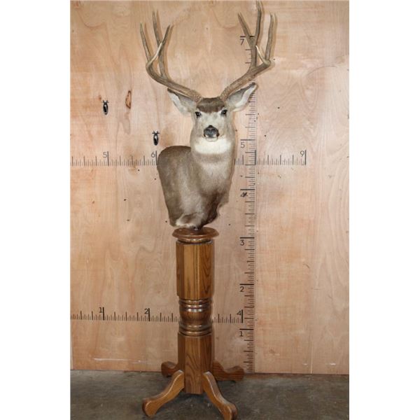 8-Point MULE DEER Pedestal Mount