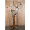 Image 2 : 8-Point MULE DEER Pedestal Mount