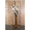 Image 3 : 8-Point MULE DEER Pedestal Mount
