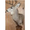 Image 4 : 8-Point MULE DEER Pedestal Mount