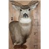 Image 5 : 8-Point MULE DEER Pedestal Mount
