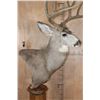 Image 6 : 8-Point MULE DEER Pedestal Mount
