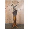 Image 9 : 8-Point MULE DEER Pedestal Mount