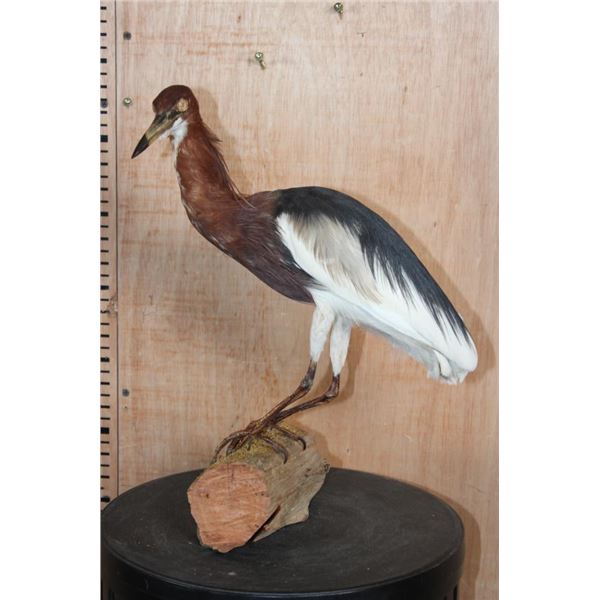 JAVAN POND HERON on a Natural Wood Base