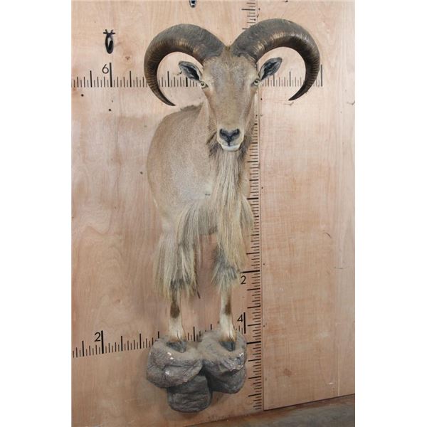 Half-body AOUDAD Wall Mount