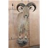 Image 1 : Half-body AOUDAD Wall Mount