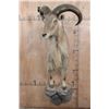 Image 2 : Half-body AOUDAD Wall Mount