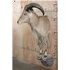 Image 3 : Half-body AOUDAD Wall Mount