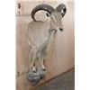 Image 4 : Half-body AOUDAD Wall Mount