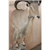 Image 5 : Half-body AOUDAD Wall Mount
