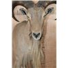 Image 6 : Half-body AOUDAD Wall Mount