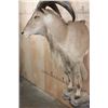Image 7 : Half-body AOUDAD Wall Mount