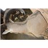 Image 8 : Half-body AOUDAD Wall Mount