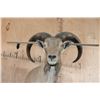 Image 9 : Half-body AOUDAD Wall Mount