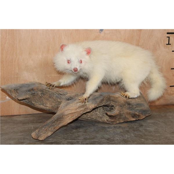 Life-sized Albino RACCOON on a Driftwood Base
