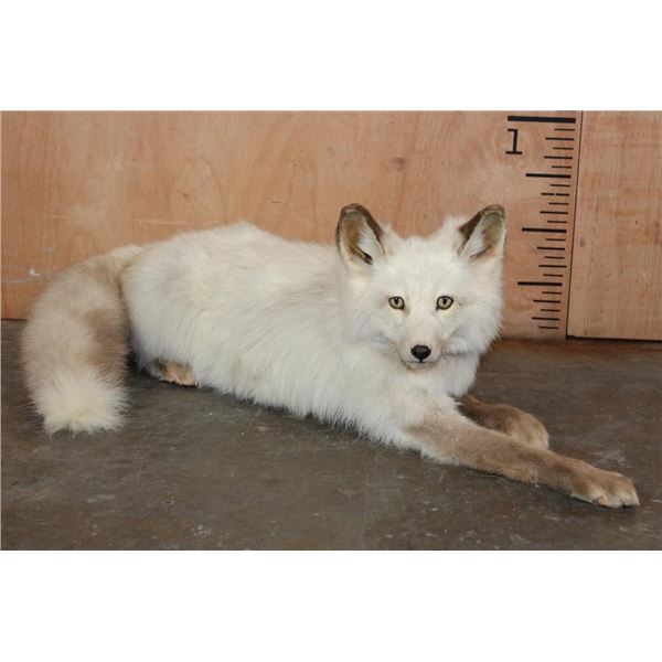 Life-sized Laying Sun Glow RED FOX