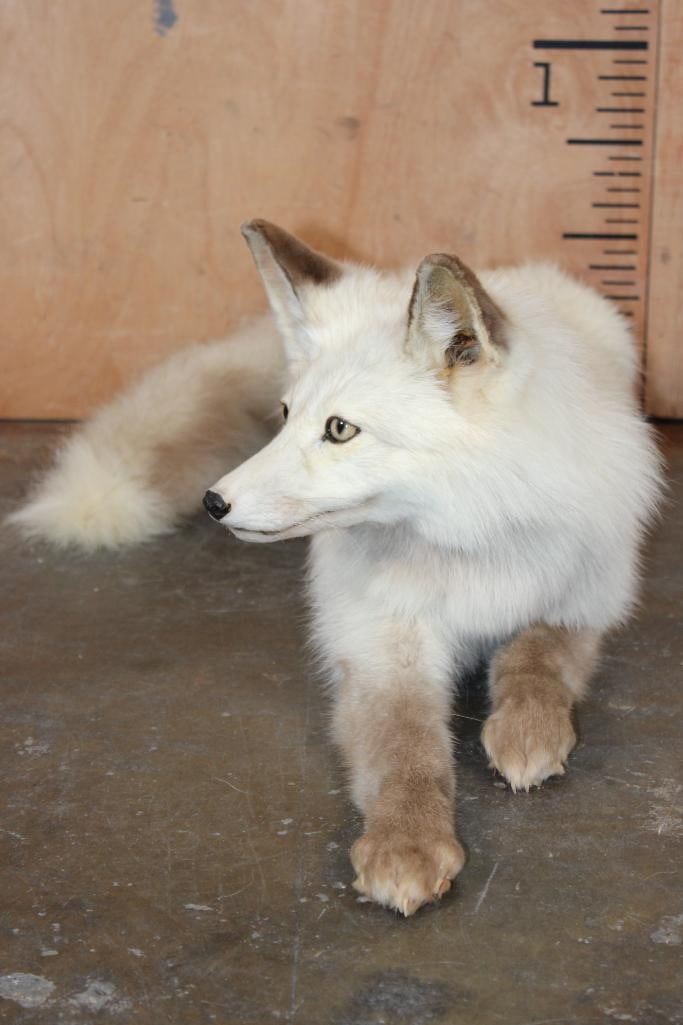 Life-sized Laying Sun Glow RED FOX