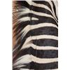Image 10 : ZEBRA Pedestal Mount with ZEBRA Hide Panels