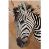 Image 6 : ZEBRA Pedestal Mount with ZEBRA Hide Panels