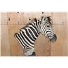 Image 8 : ZEBRA Pedestal Mount with ZEBRA Hide Panels