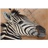 Image 9 : ZEBRA Pedestal Mount with ZEBRA Hide Panels