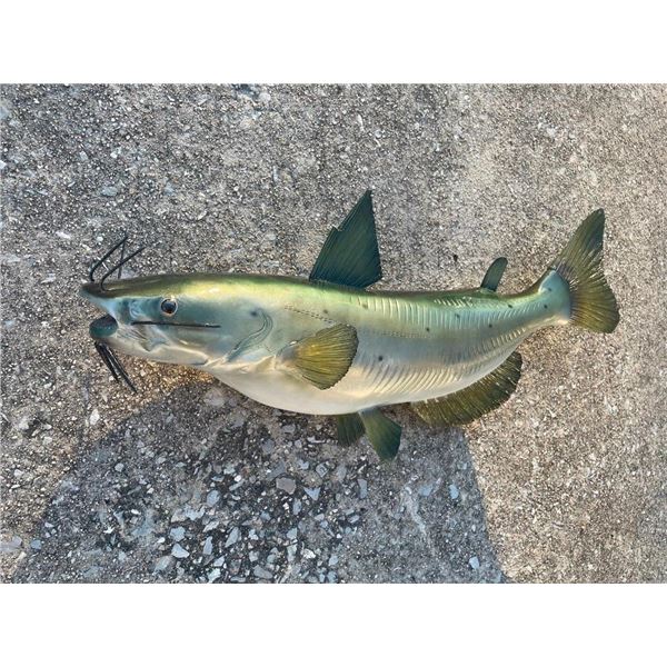 *New* Reproduction CATFISH Mount