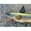Image 3 : *New* Reproduction CATFISH Mount
