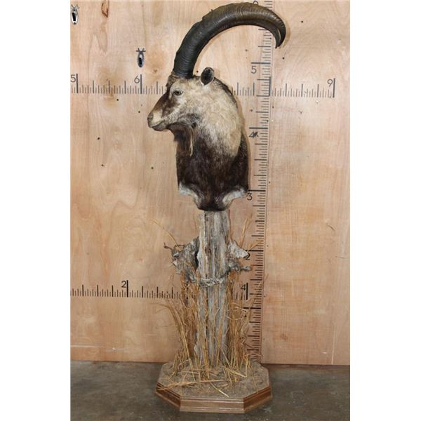 IBEX Mounted on a Rustic Wood Pedestal