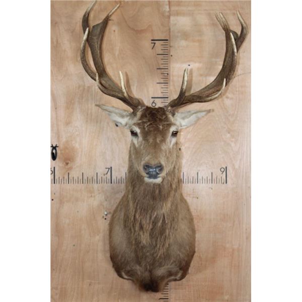 14-Point RED STAG Shoulder Mount
