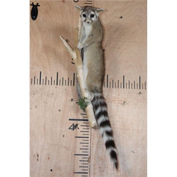 Life-sized RINGTAIL Cat on a Branch Wall Hanger
