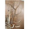 Image 10 : B&C Trophy Colorado Elk 347-1/2 Score Shoulder Mount