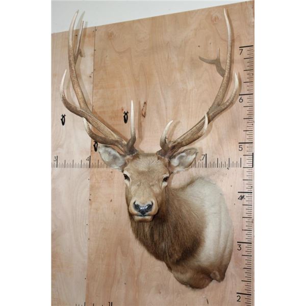 B&C Trophy Colorado Elk 347-1/2 Score Shoulder Mount