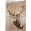 Image 1 : B&C Trophy Colorado Elk 347-1/2 Score Shoulder Mount
