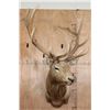 Image 2 : B&C Trophy Colorado Elk 347-1/2 Score Shoulder Mount